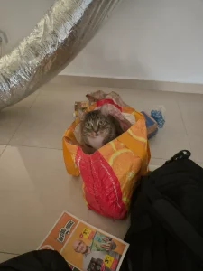 Zeus en la bolsa de la compra