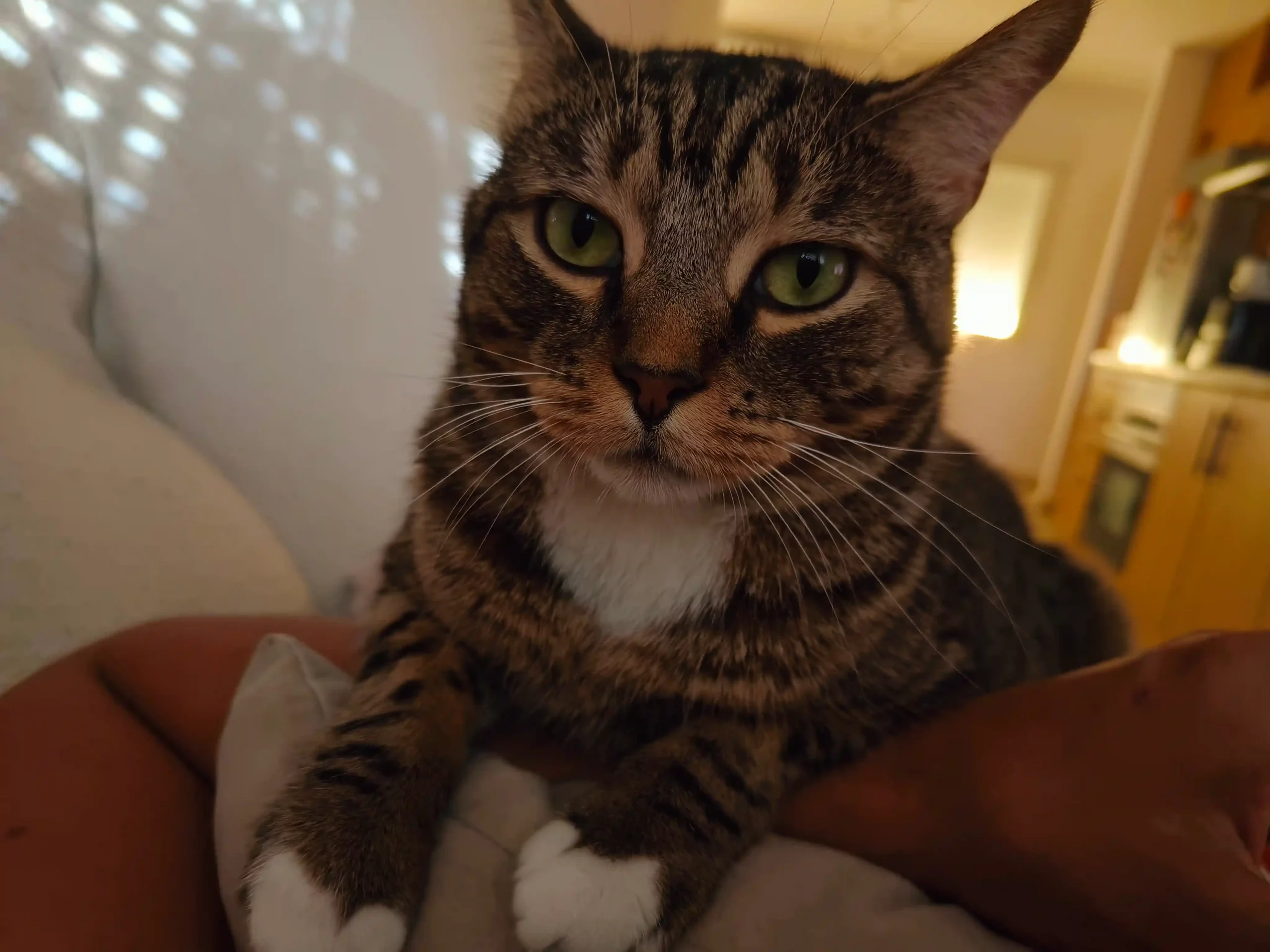 Zeus, el gato protagonista de GatoCuidado