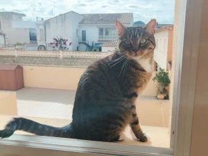Zeus en la terraza