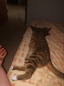 Zeus bien grande en la cama