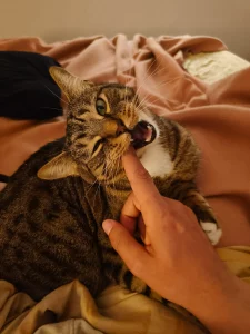 Zeus me muerde jugando