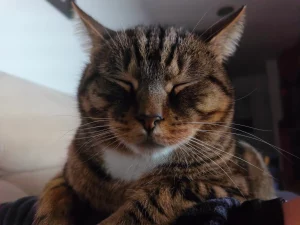 Zeus con los ojos cerrados
