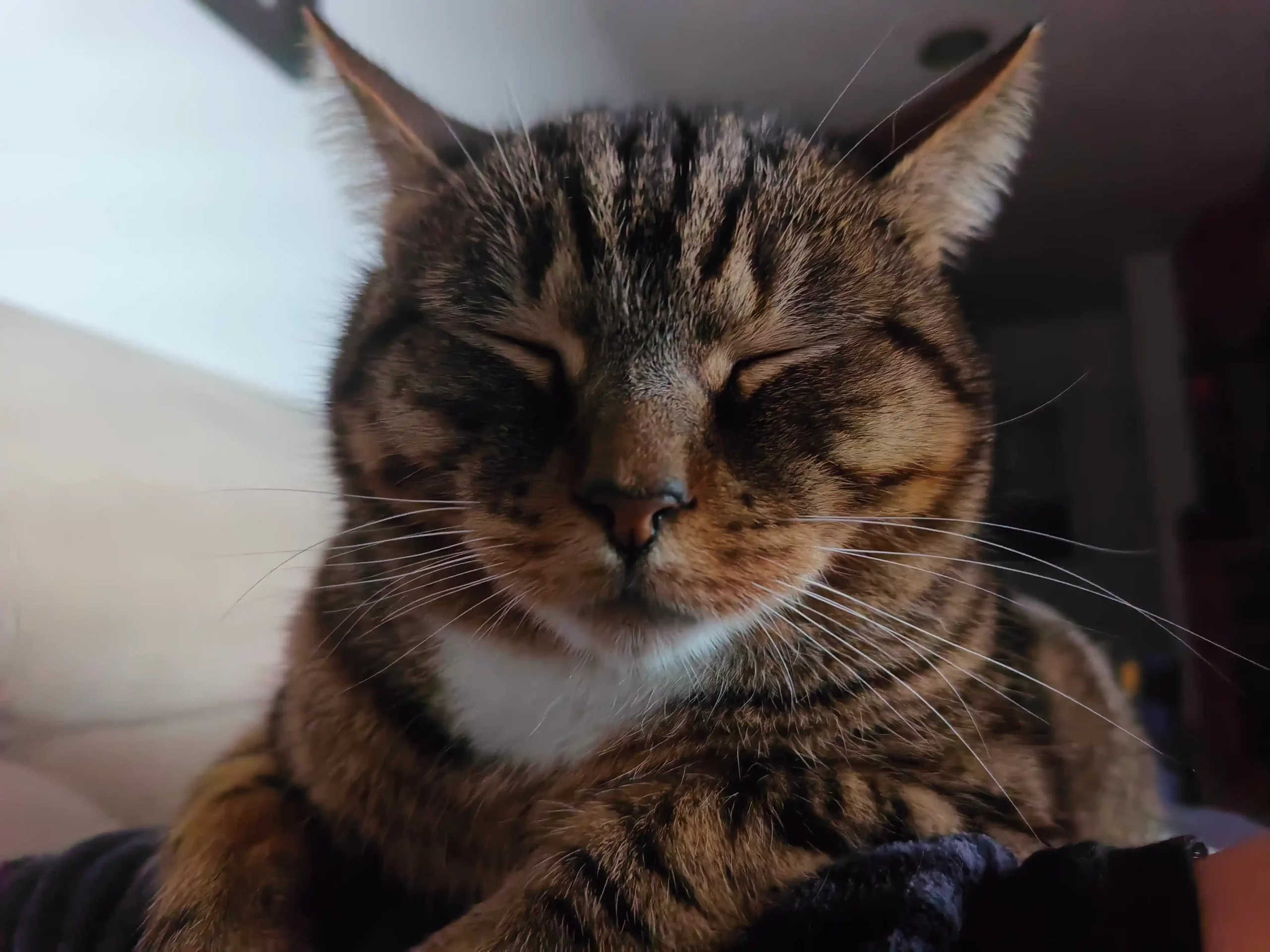 Zeus el gato