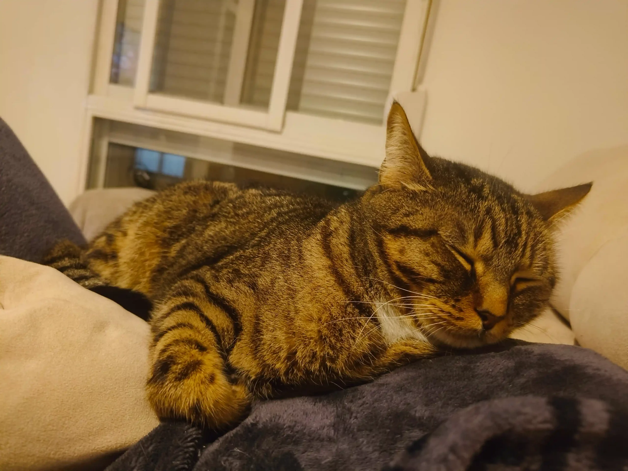 Zeus el gato