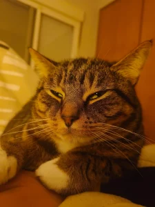 Zeus con cara graciosa