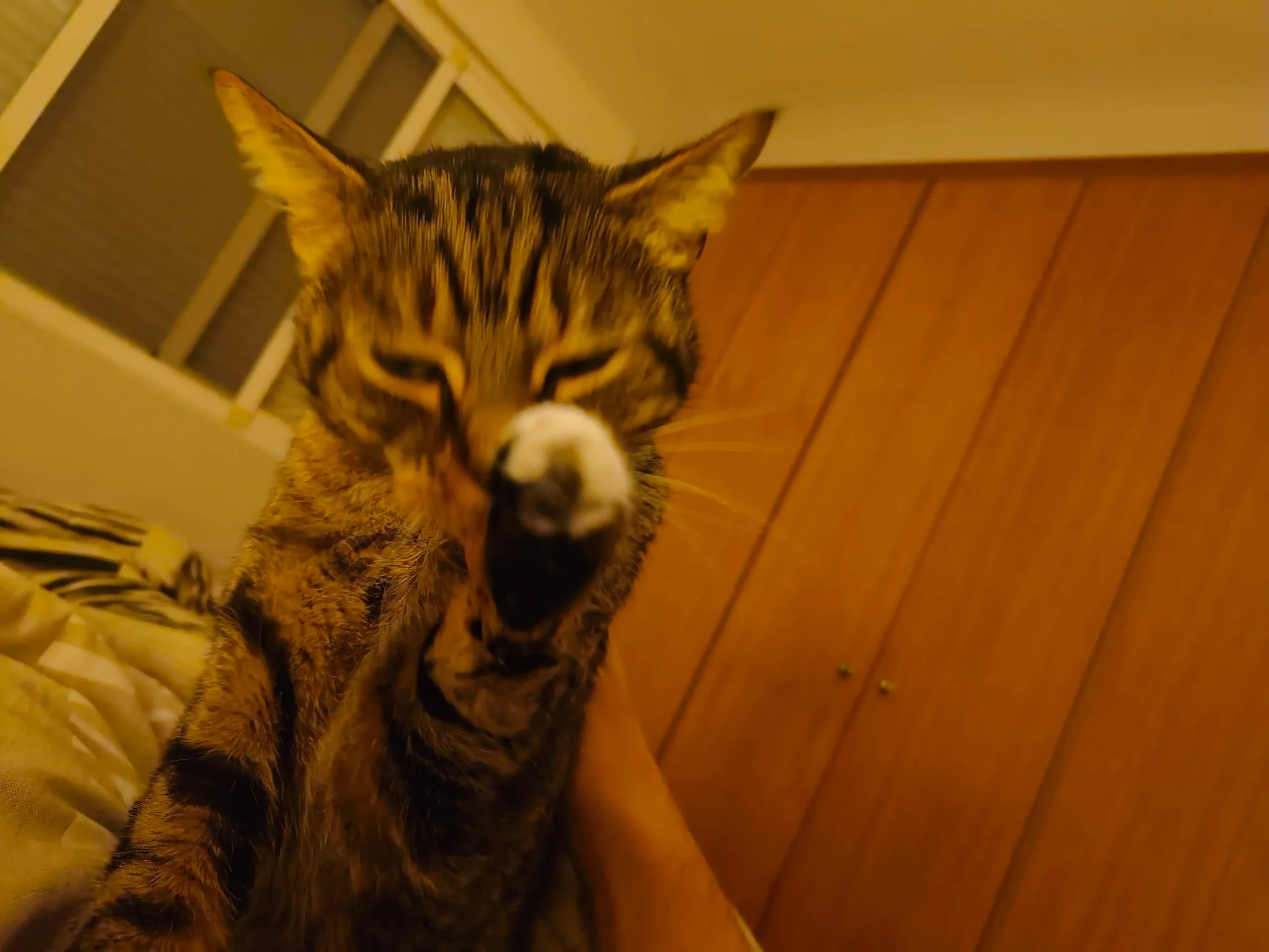 Zeus el gato