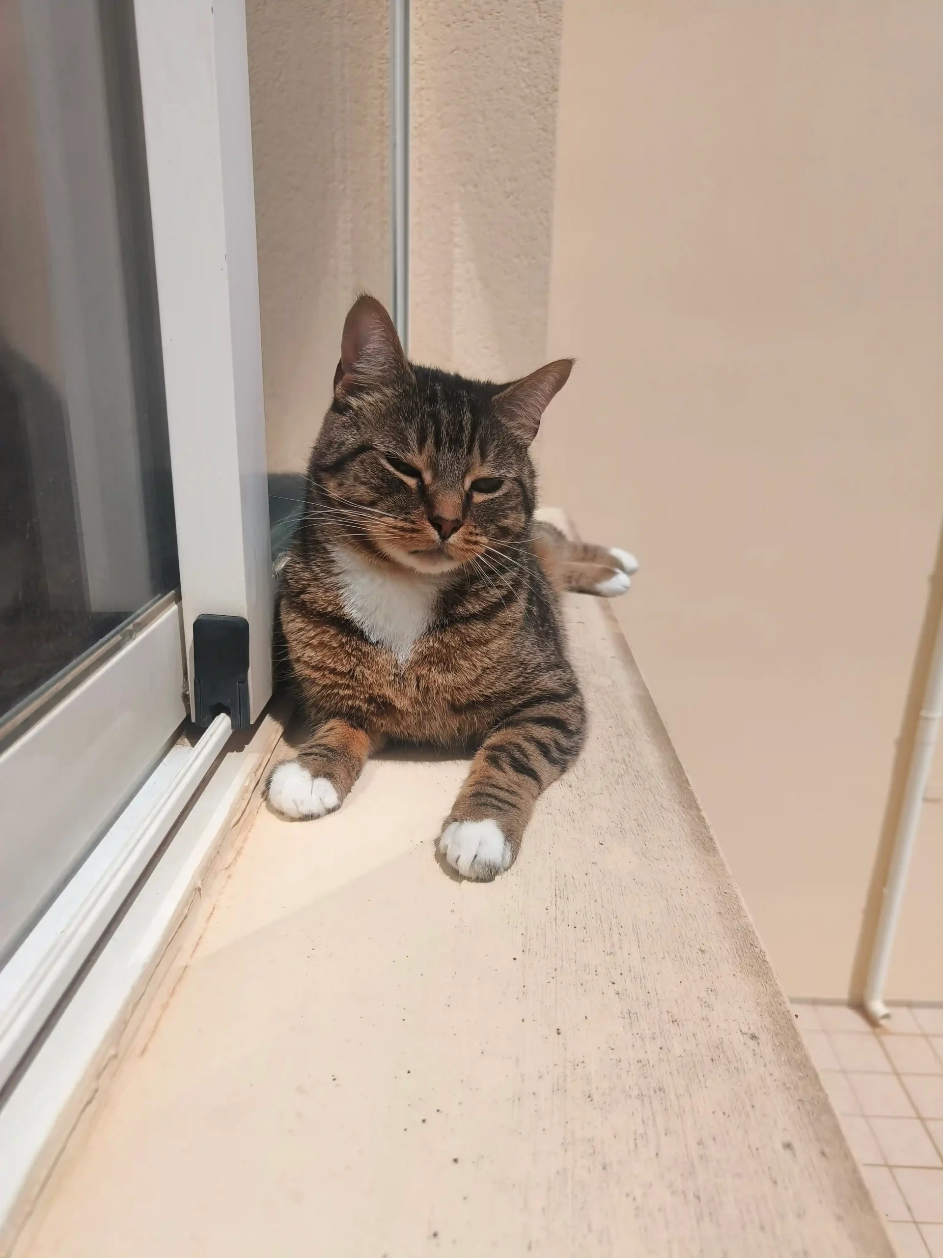 Zeus el gato
