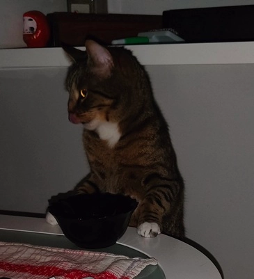 Zeus el gato