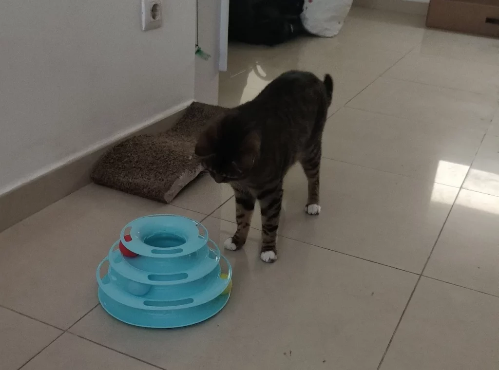 zeus con juguete nuevo